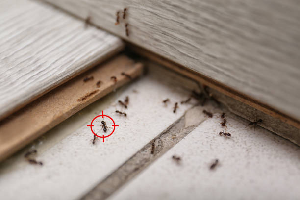 Best Pest Removal Services  in Lakeview, CA