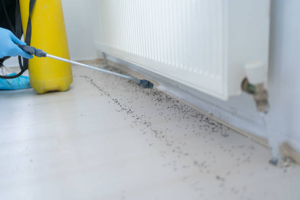 Best Wasp Removal Services  in Lakeview, CA